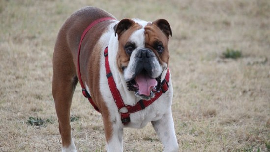 Perro caminando