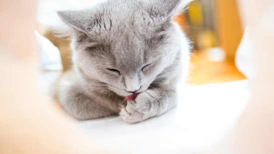 Gato lamiéndose