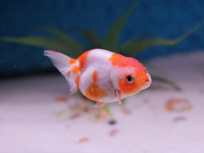 pequeño pez blanco y naranja