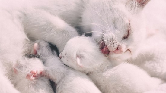 madre gata blanca con gatitos blancos