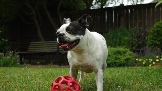 Boston terrier con juguete en hierba