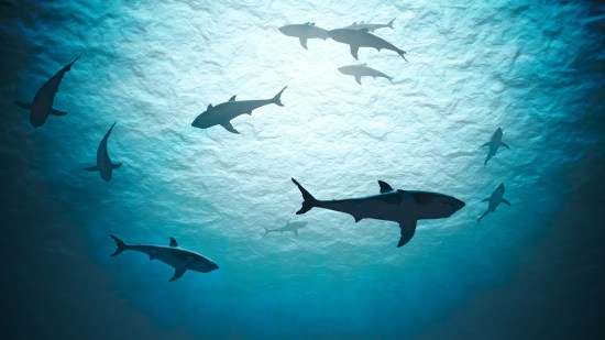 tiburones