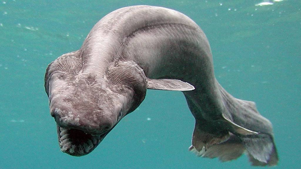 Embarazos animales sorprendentes: Tiburón anguila