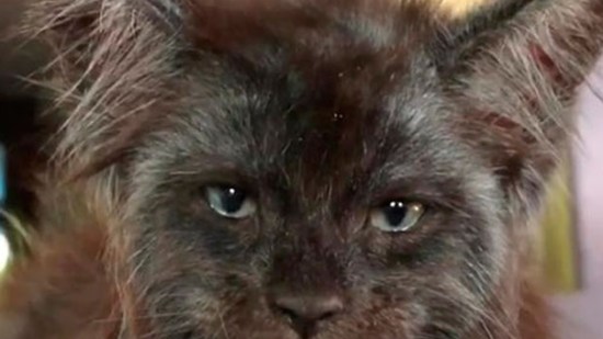 Gato gris