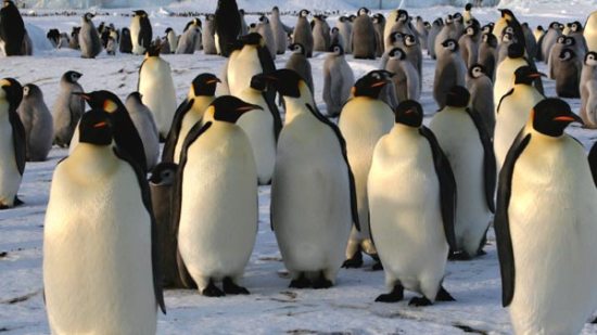 ¿Cómo eran los antepasados de los pingüinos?