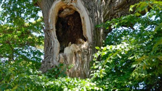 árbol hueco