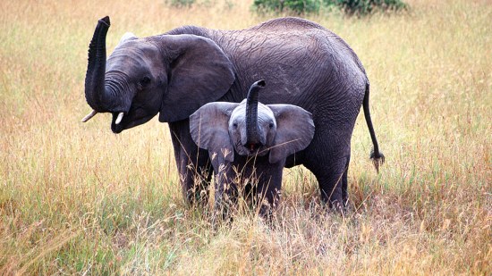 Madre elefante y cría