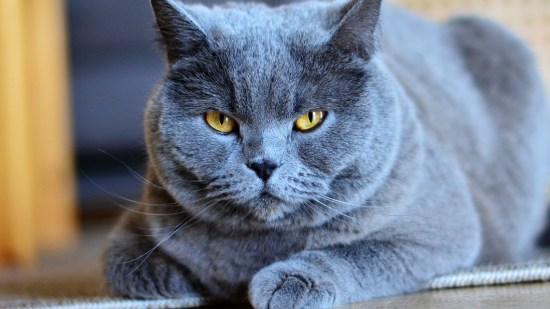 Gato cartujo tumbado