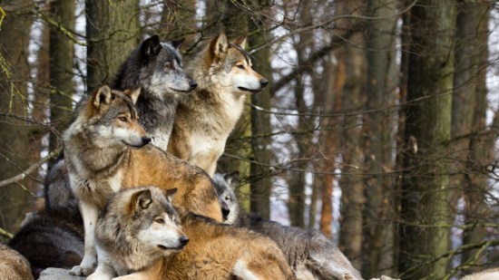 galeria-lobos