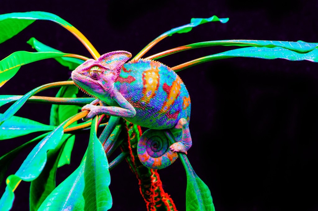 Curiosidades sobre reptiles: Los camaleones no cambian de color para camuflarse