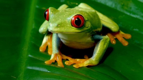 Rana ojos rojos apoyada en hoja