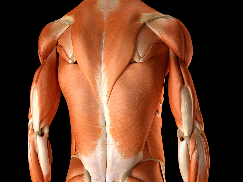 cuerpo humano
