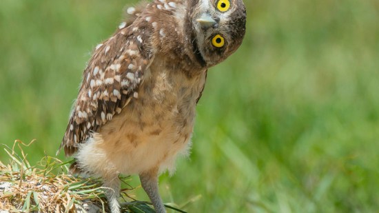 buho