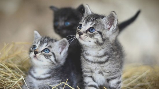 Cachorros de gato