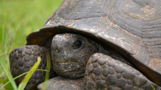 Efecto tortuga