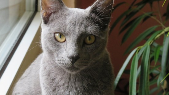 Gato Azul Ruso Rostro de Ojos amarillos