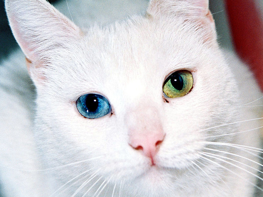 Gato angora turco ojos multicolor color blanco rostro