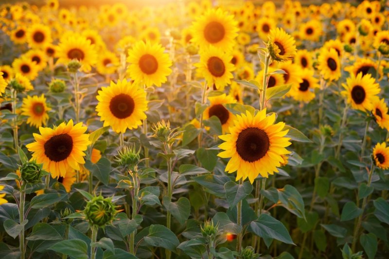 El movimiento del girasol