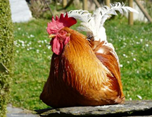 ¿Para qué cantan los gallos?