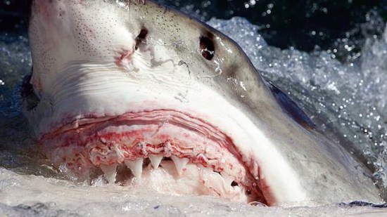 Tiburón blanco