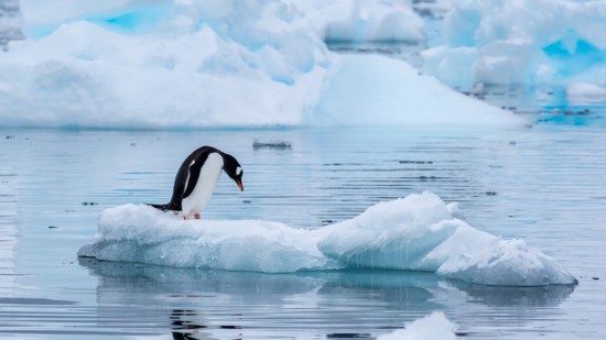 ¿Cómo combaten el frío los pingüinos?