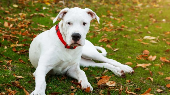 Dogo argentino tumbado en el césped