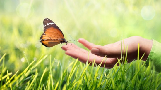 insectos-mundo