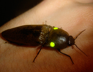 ¿Cuál es el insecto más luminoso de la Tierra?