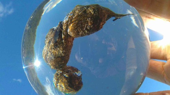 Poo Museum