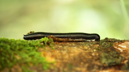 gusanos
