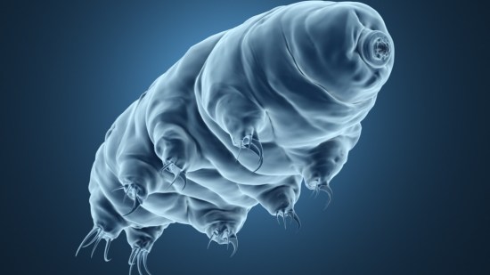 tardigrados