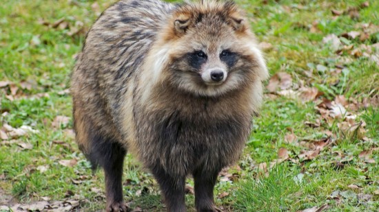 tanuki