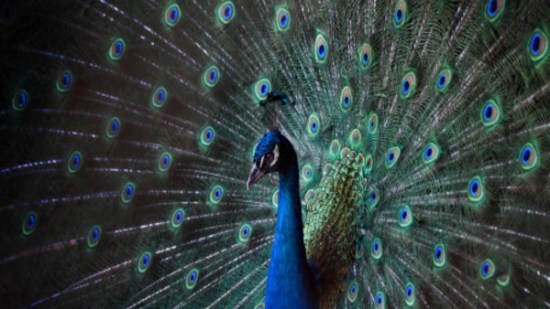 ¿Por qué los pavos reales tienen 'ojos' en sus plumas?