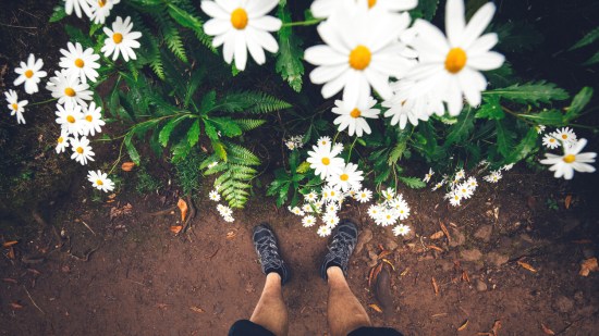 flores