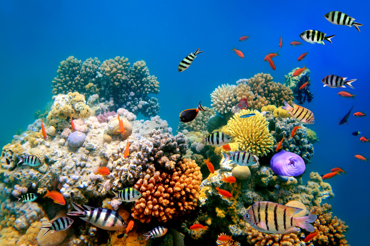 arrecife coralino
