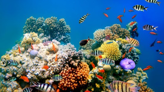 arrecife coralino