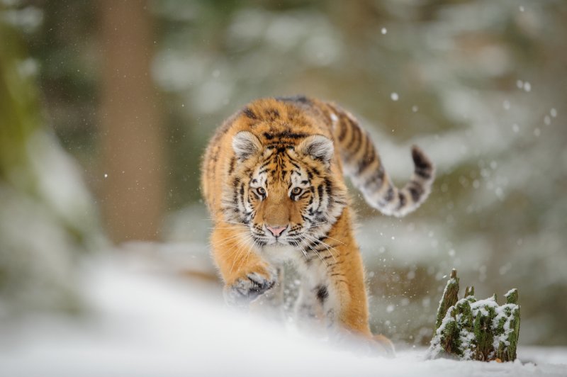 Conoce al tigre siberiano, la mayor subespecie de tigre