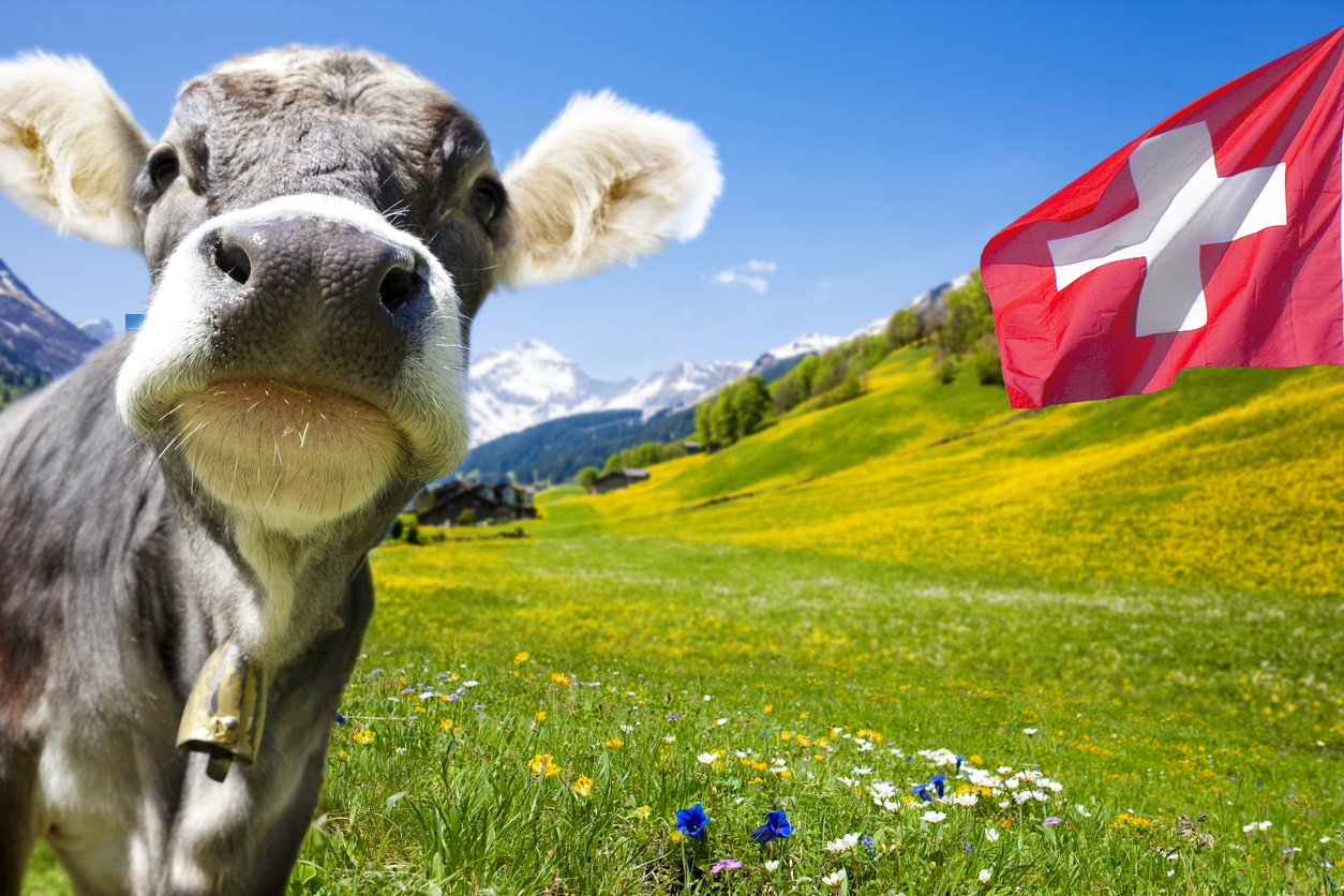 vaca