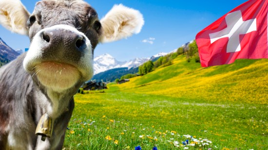 vaca