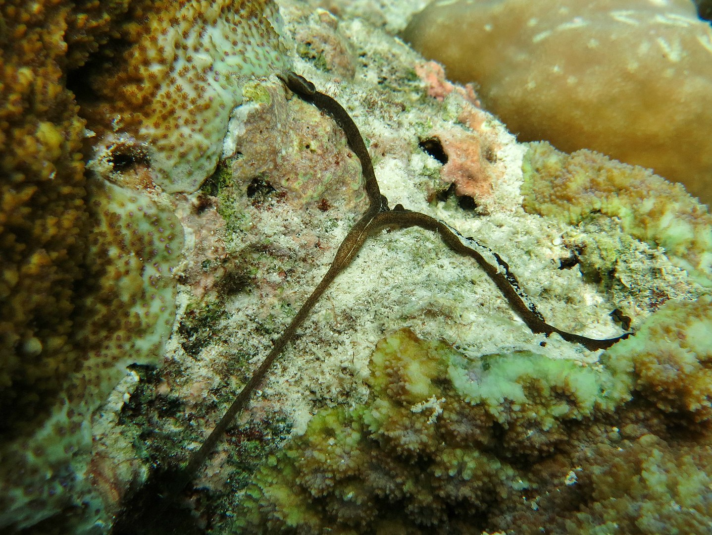 bonellia