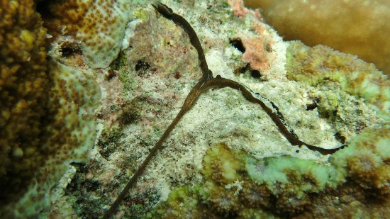 bonellia