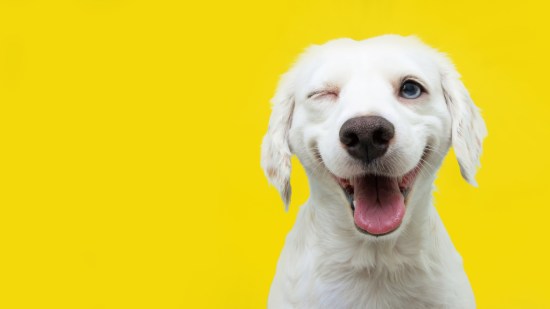 perro