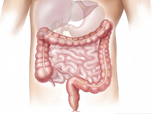 Siete cosas que deberías saber sobre tu digestión