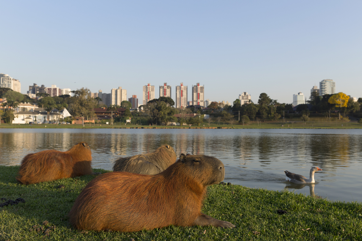 capibara