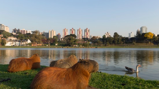 capibara