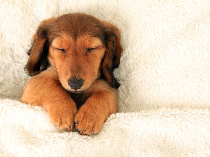 ¿Cuántas horas debería dormir tu perro?