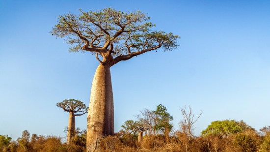 baobab