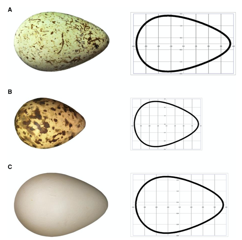 Huevos artículos