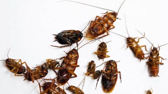cucarachas