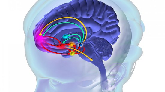 cerebro
